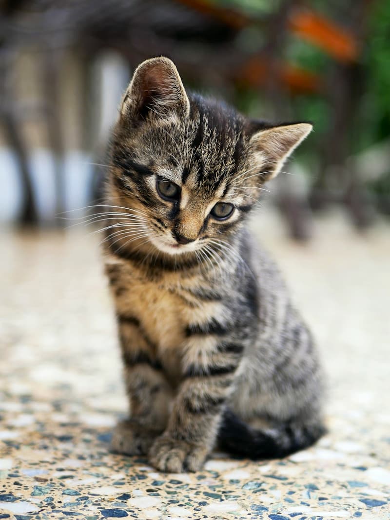 Cute tabby kitten