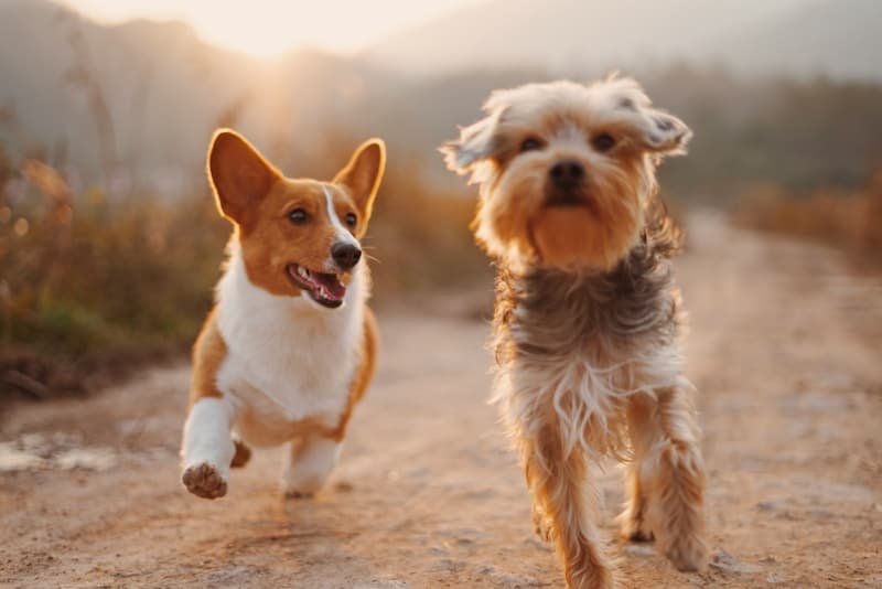Happy dogs at golden hour