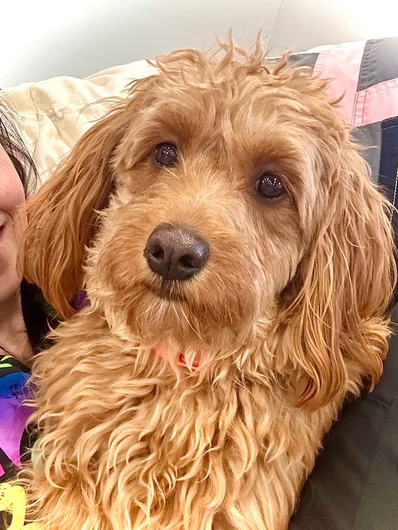 Apricot Cockapoo Portrait