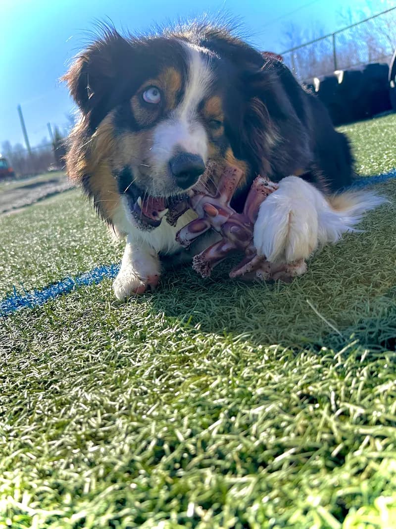 Australian Shepherd Chewing Bone