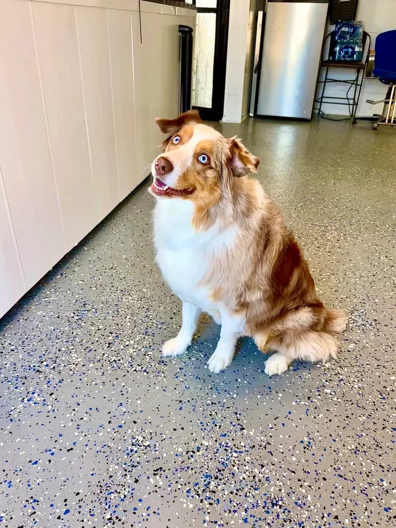 Australian Shepherd On Speckled Floor