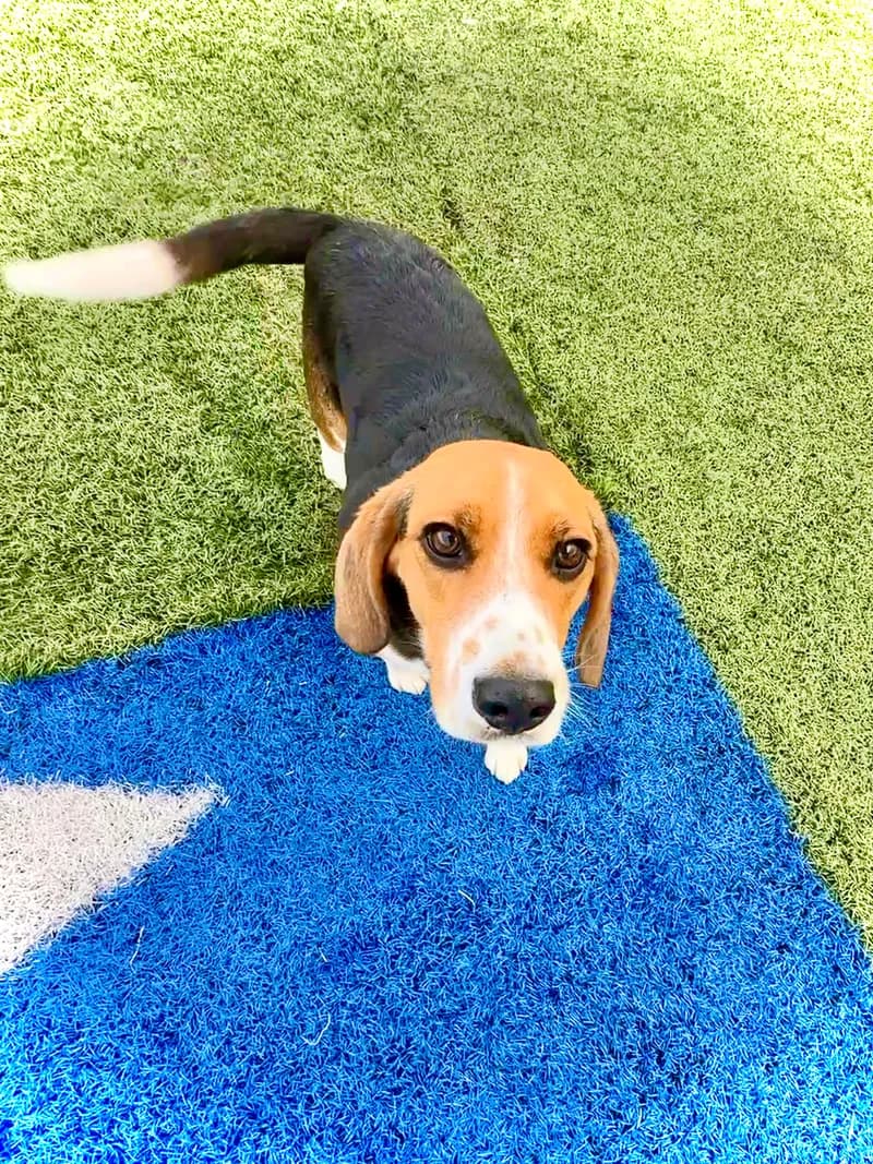 Beagle On Blue Turf