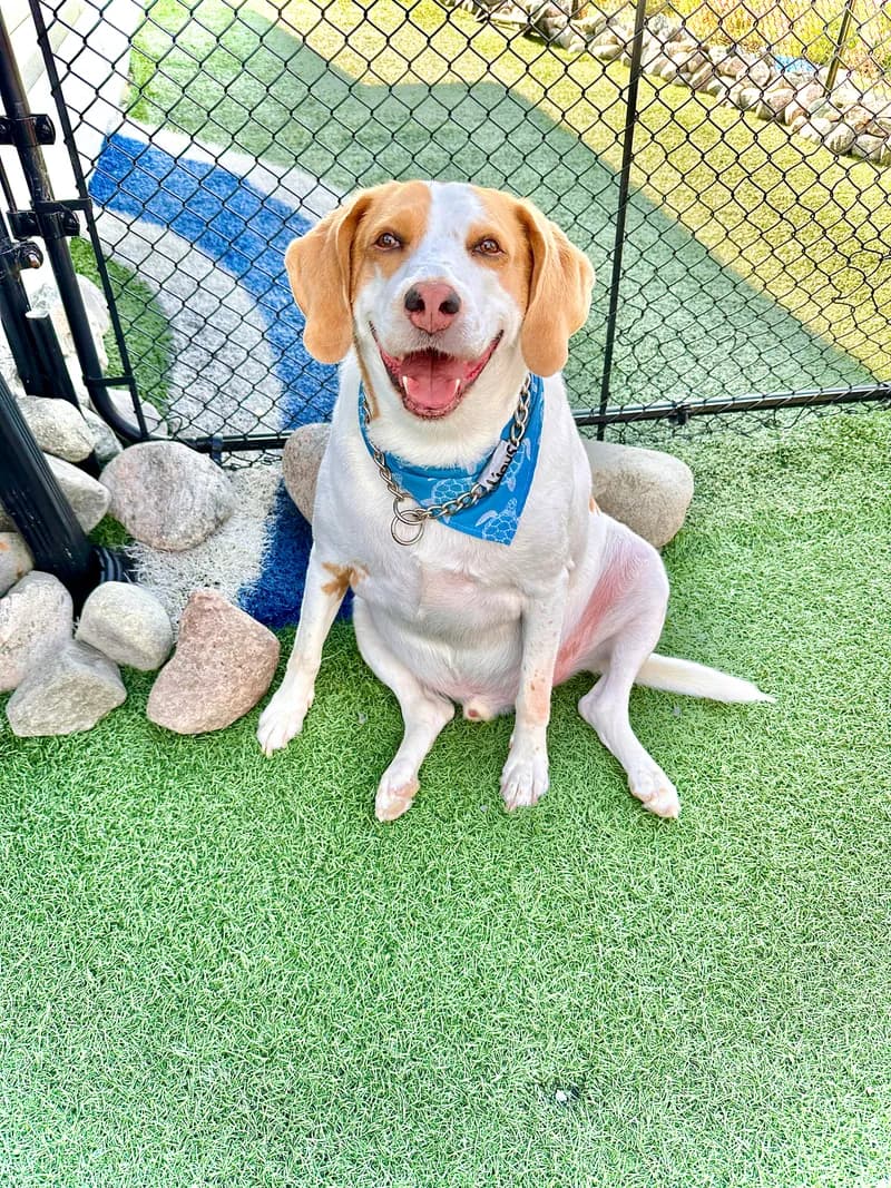 Beagle With Blue Bandana Sitting