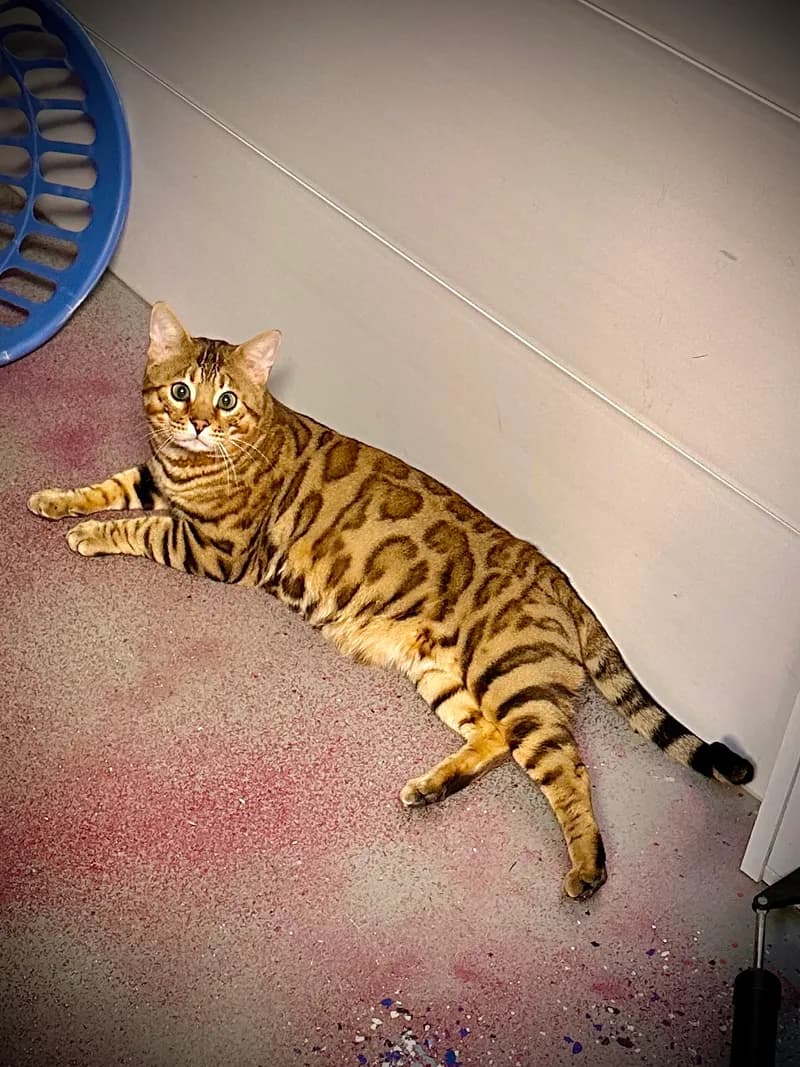 Bengal Cat Lying On Floor