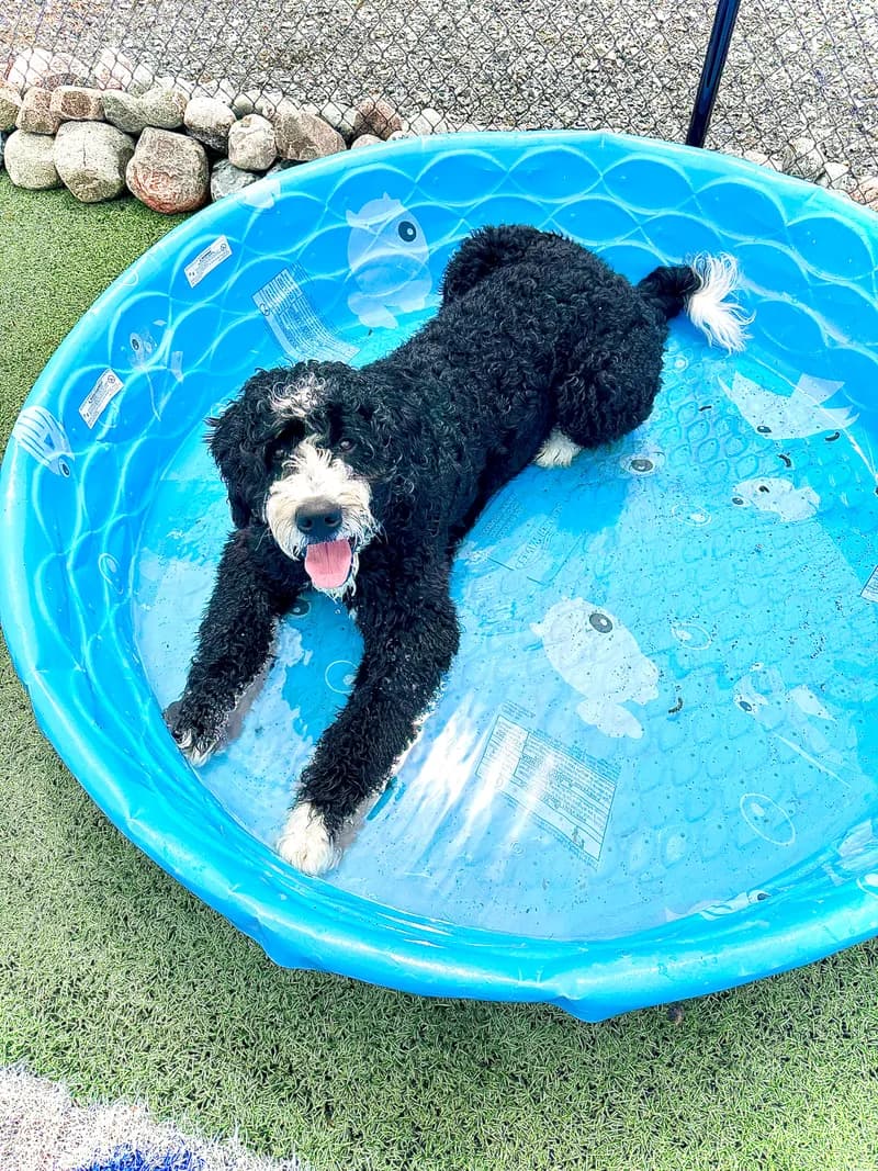 Bernedoodle In Kiddie Pool