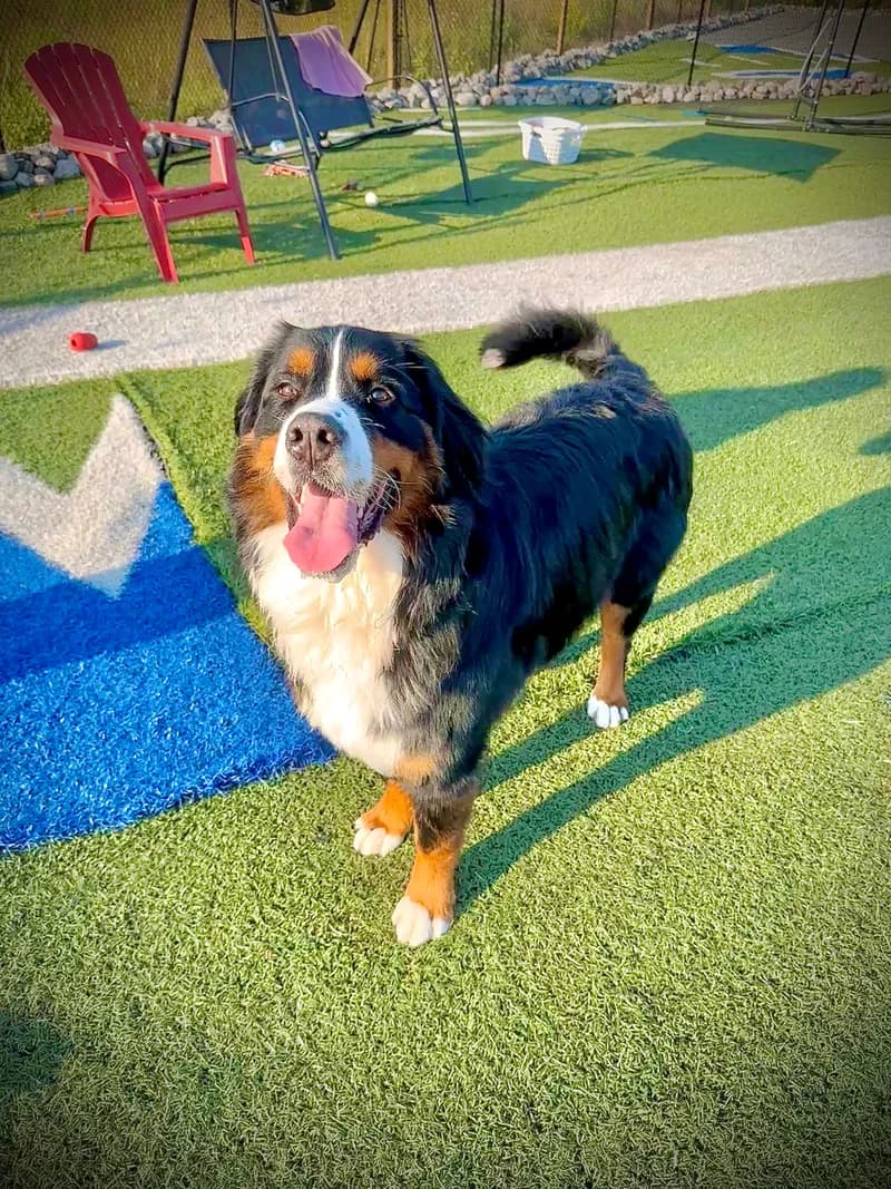 Bernese Mountain Dog On Turf