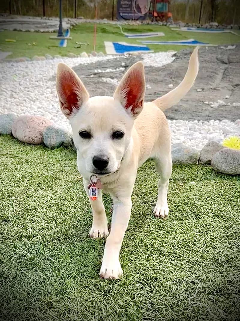 Big Eared Puppy Walking Turf