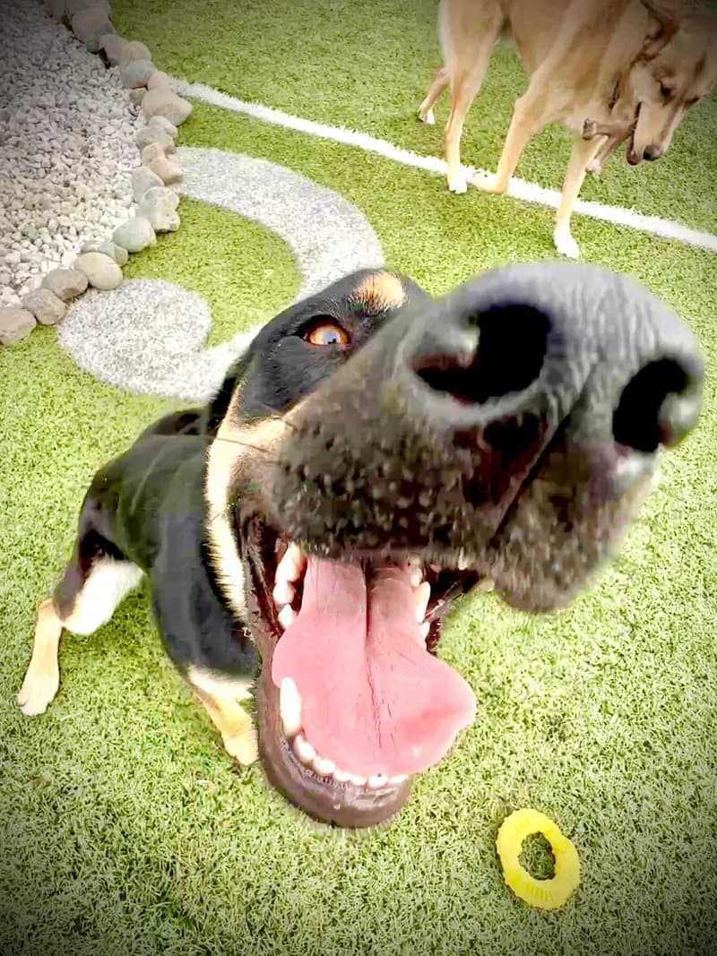 Black Dog Funny Closeup