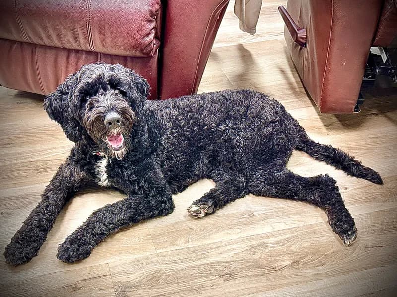 Black Doodle On Floor