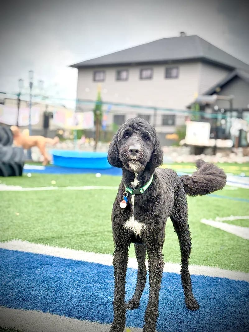 Black Doodle Standing On Turf