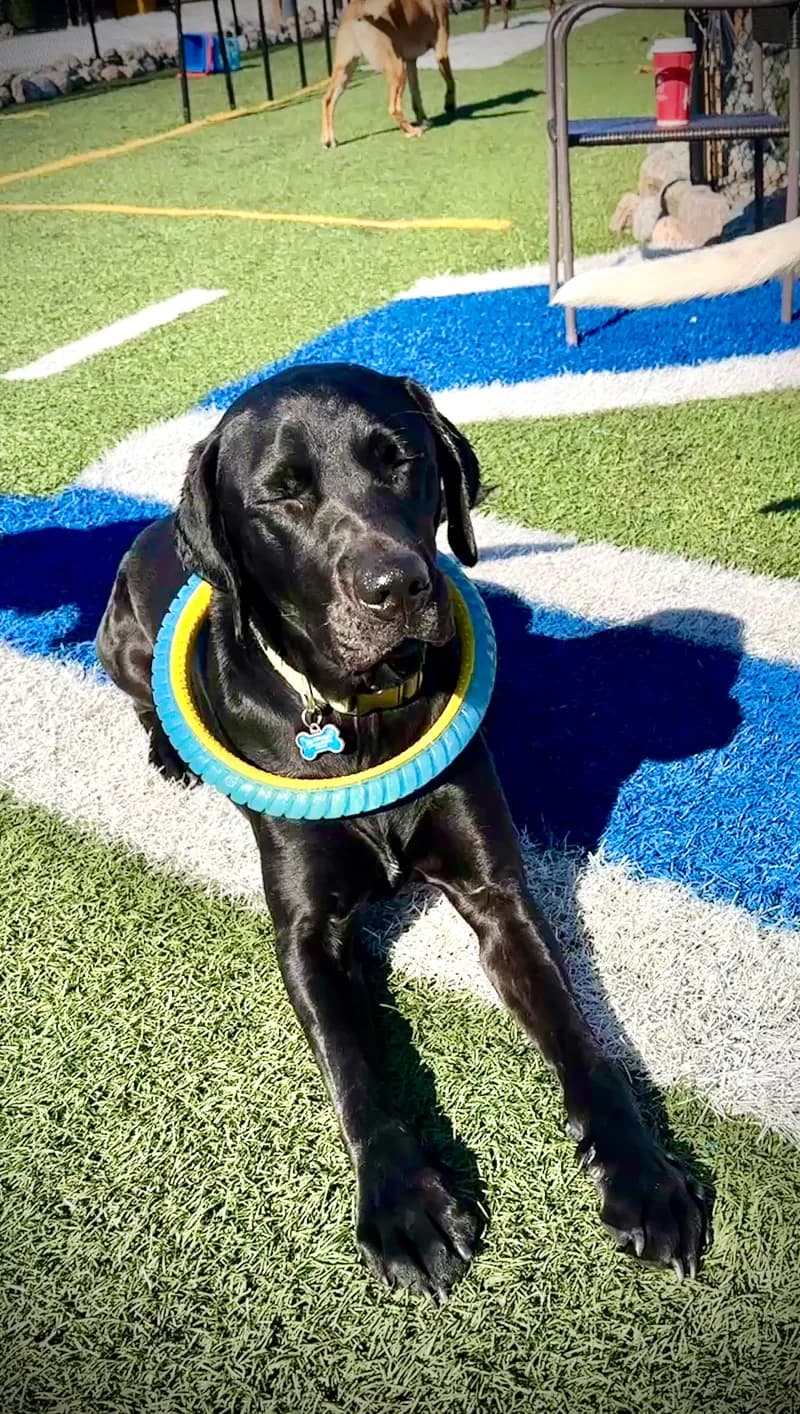 Black Lab With Ring Toy