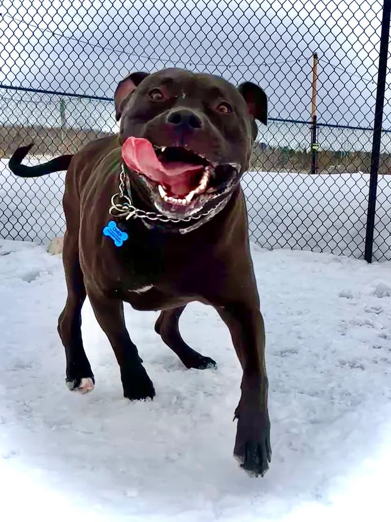 Black Pitbull Running In Snow