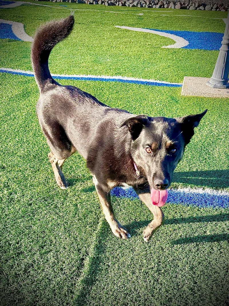 Black Shepherd Tongue Out