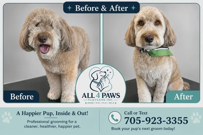 Before After Doodle Grooming