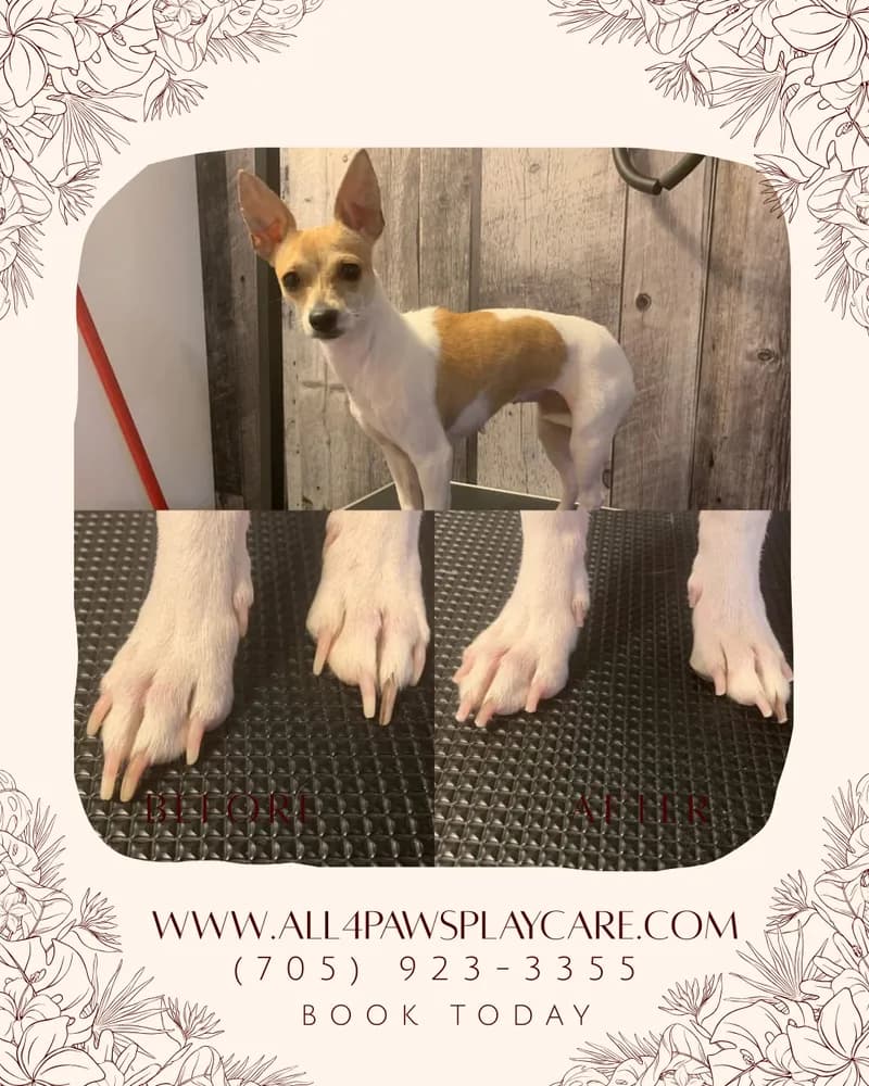Before After Nail Trim Promo