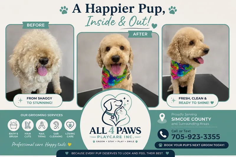 Before After Poodle Grooming Flyer