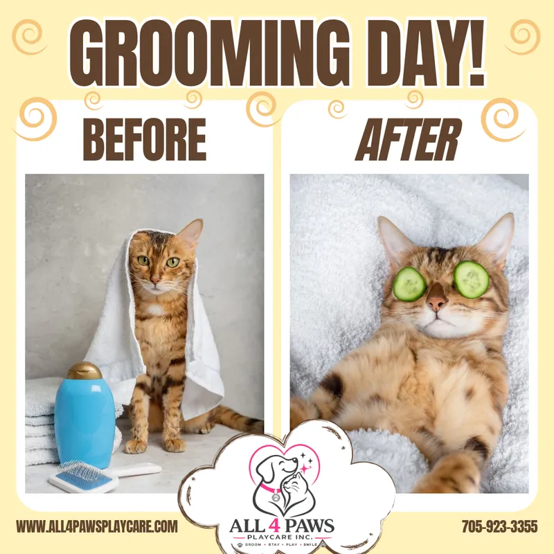Cat Grooming Day Before After