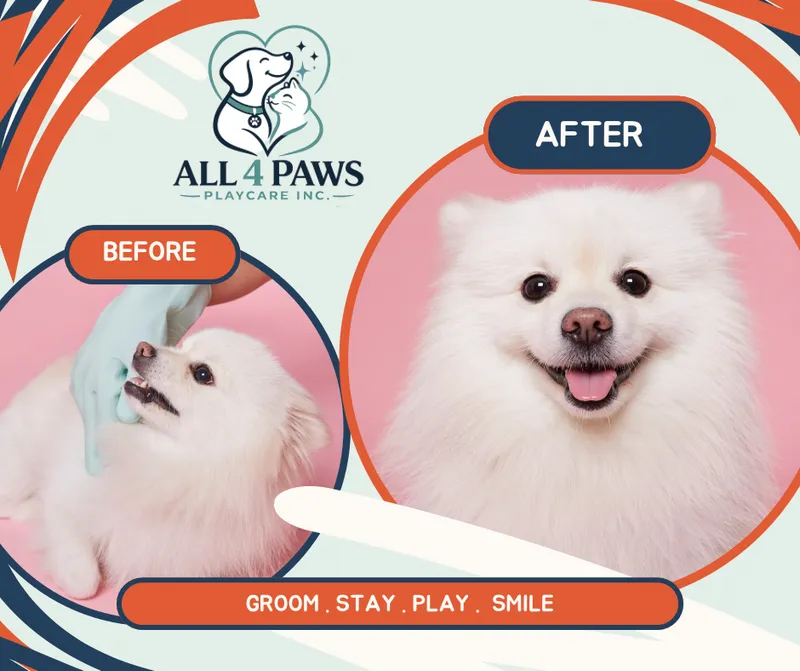 Pomeranian Before After Grooming Post